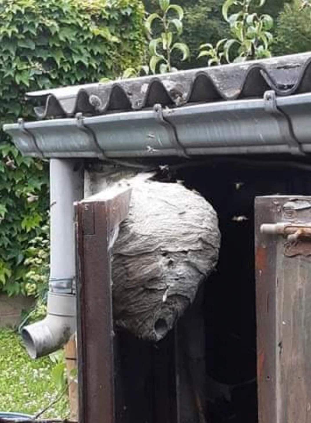 Grand nid de guêpes installé sous un toit à proximité d’une gouttière