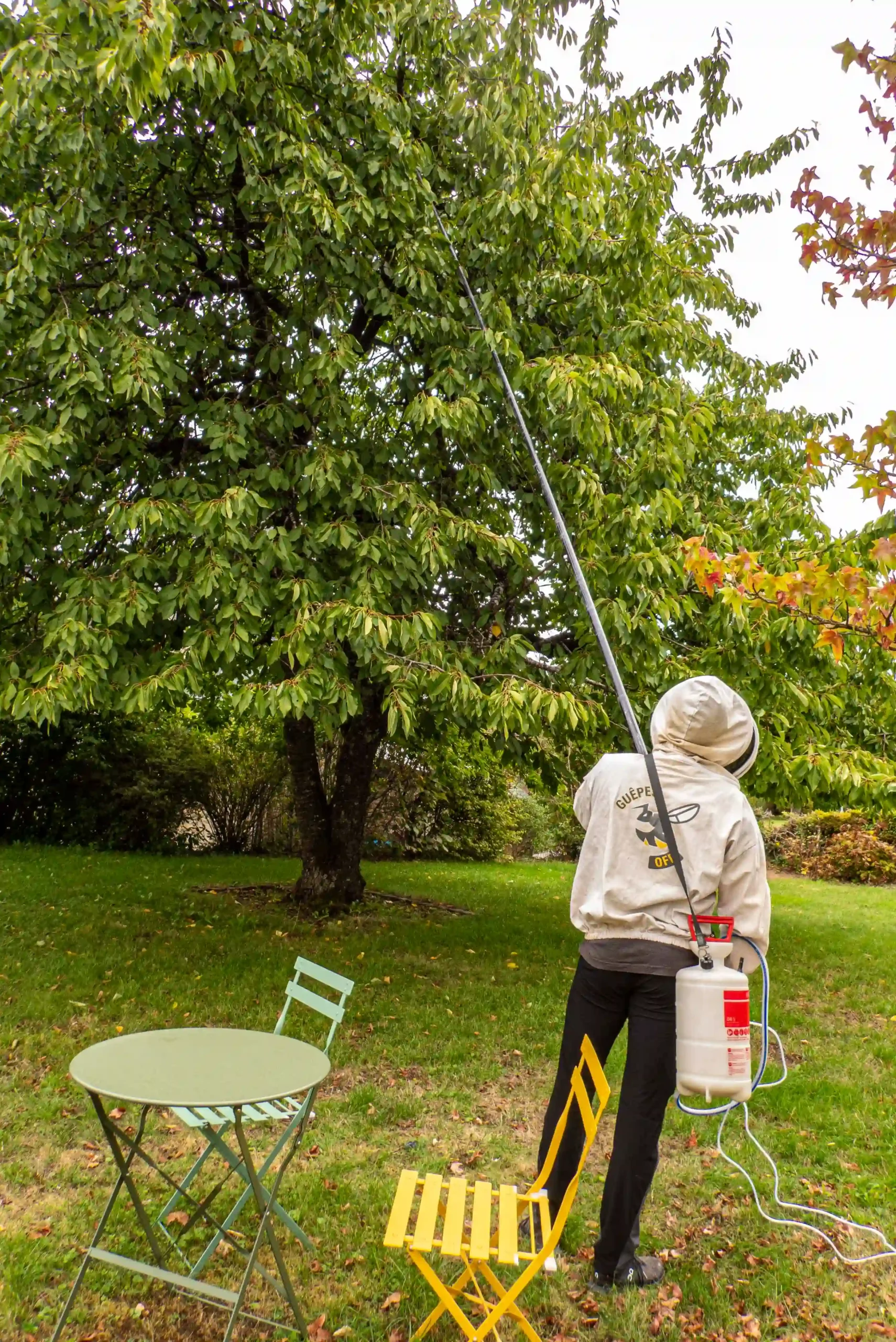 Intervention sur un nid de guêpes dans un arbre