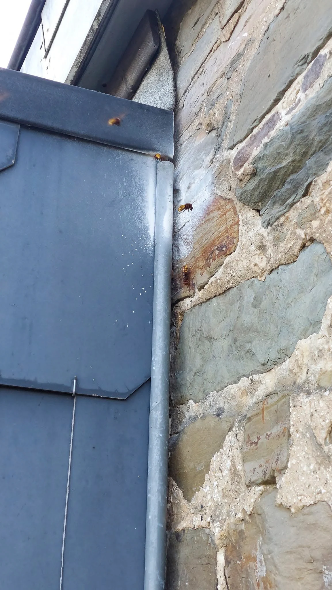Nid de frelons dissimulé entre un bardage métallique et un mur en pierre