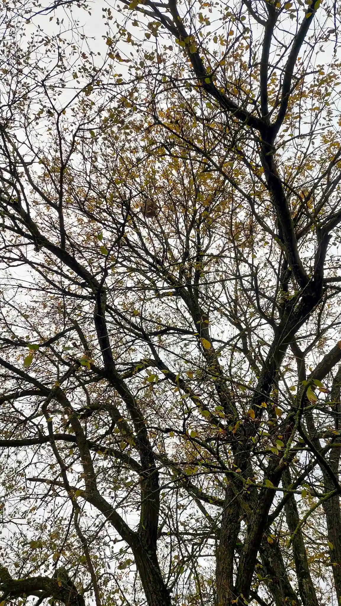 Nid de frelons asiatiques visible en hauteur au milieu des branches d’un arbre