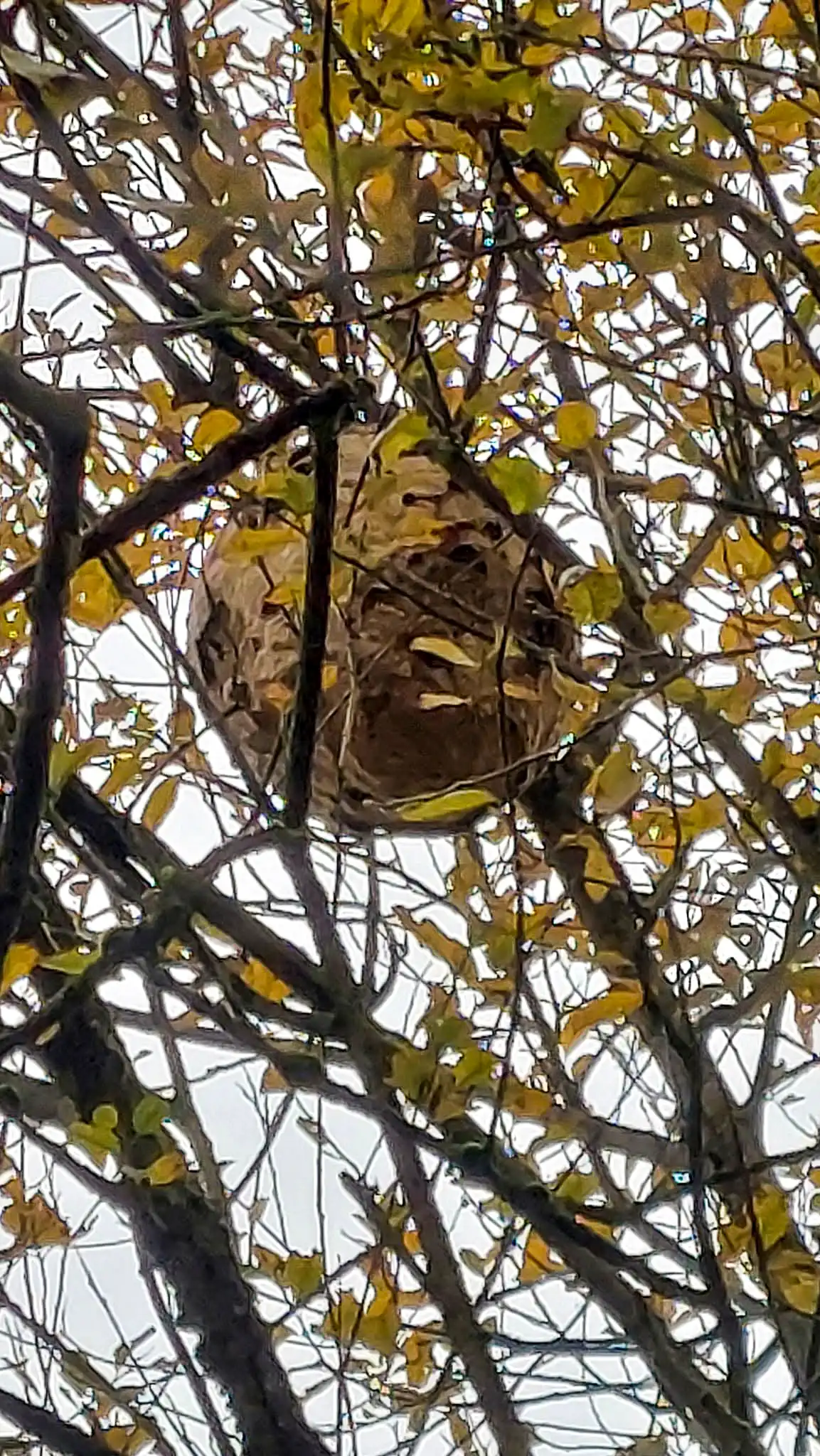 Grand nid de frelons asiatiques suspendu dans les branches d’un arbre