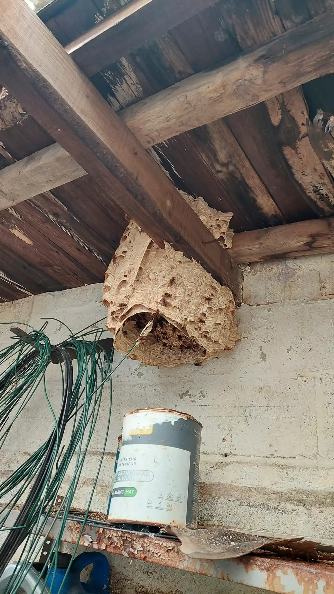 Nid de frelons construit sous la toiture d’un abri