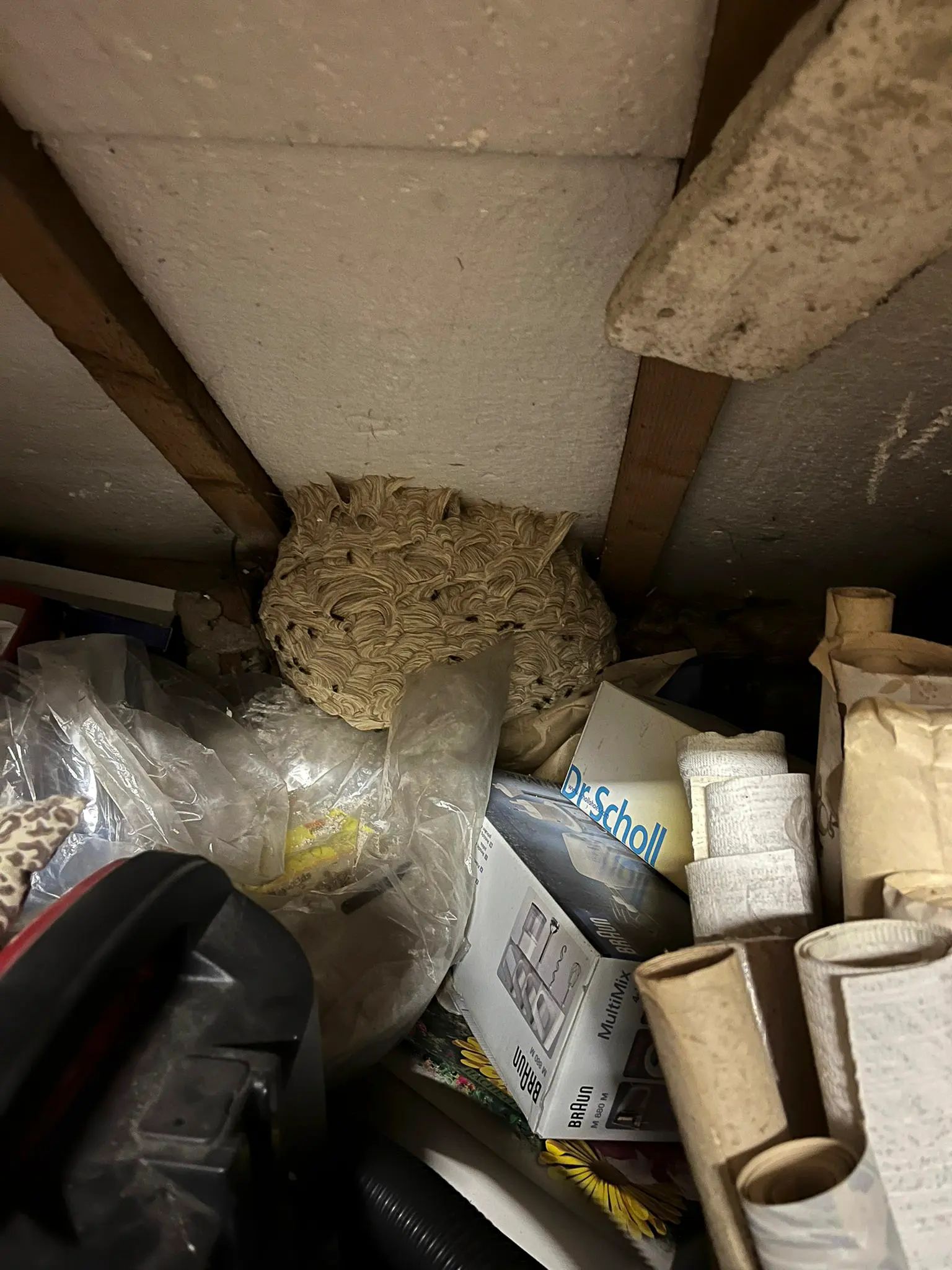 Nid de guêpes installé dans un espace de stockage sous toiture