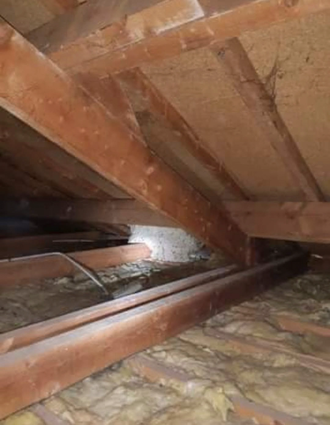 Zone de nidification sous une charpente en bois à l’intérieur d’une toiture