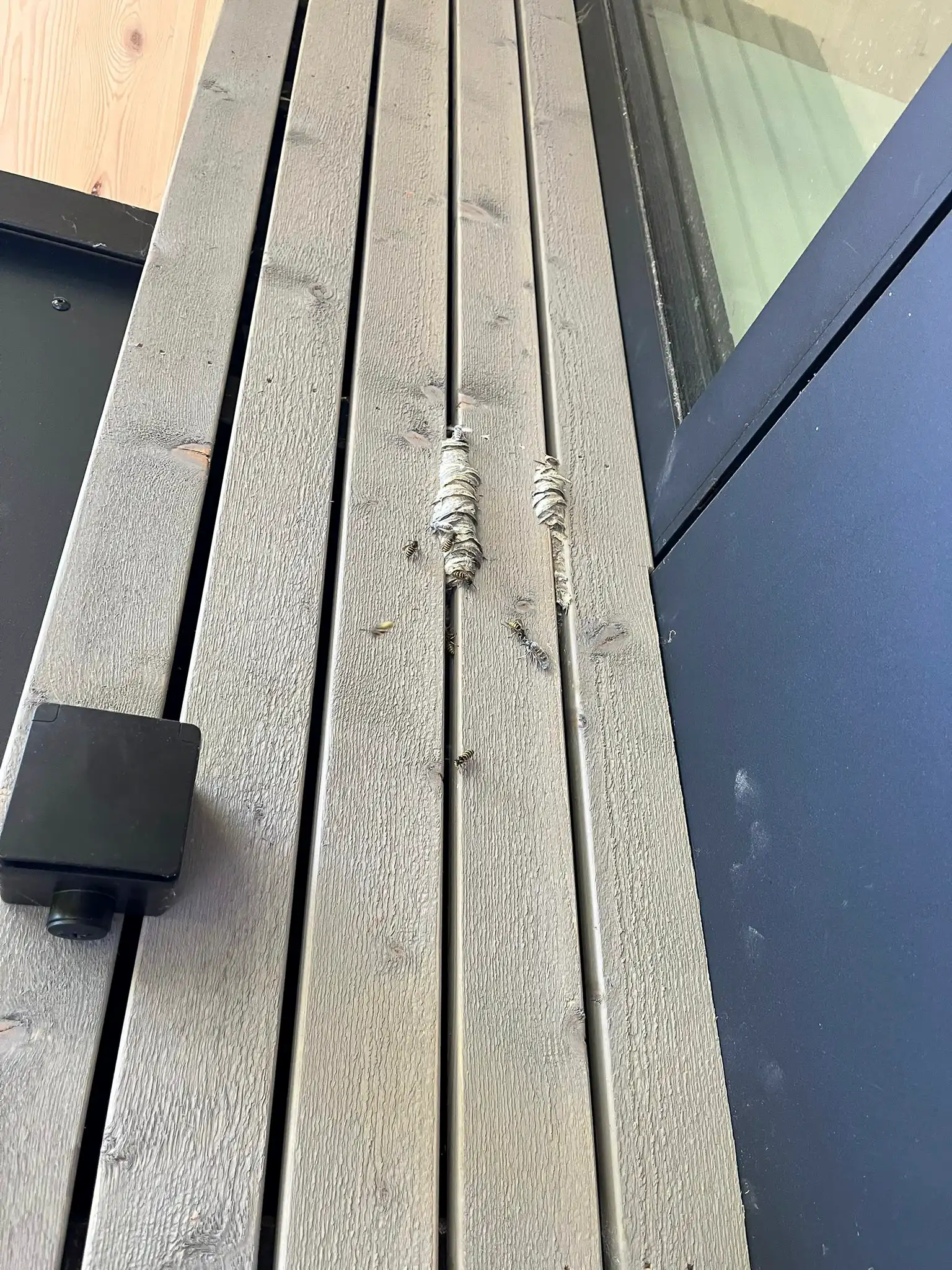 Guêpes visibles au niveau des lames d’une terrasse en bois, dans un bardage